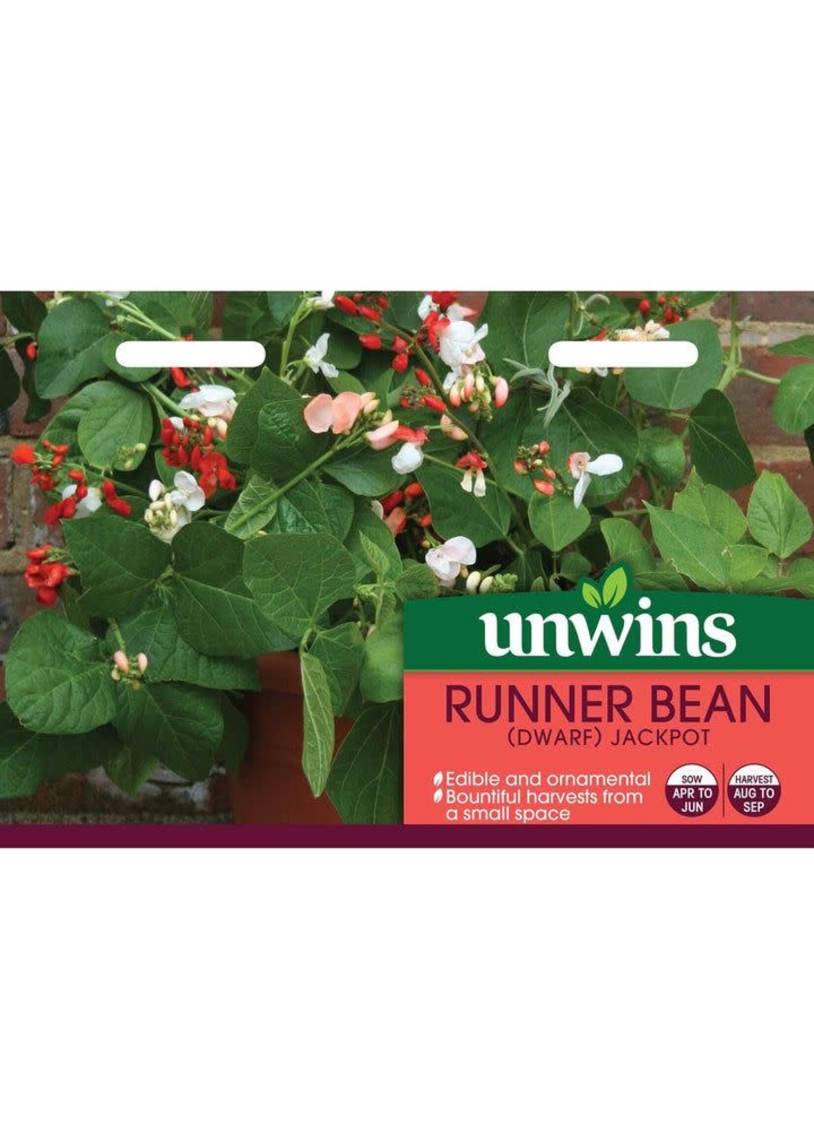 Unwins Runner Bean (Dwarf) - Jackpot