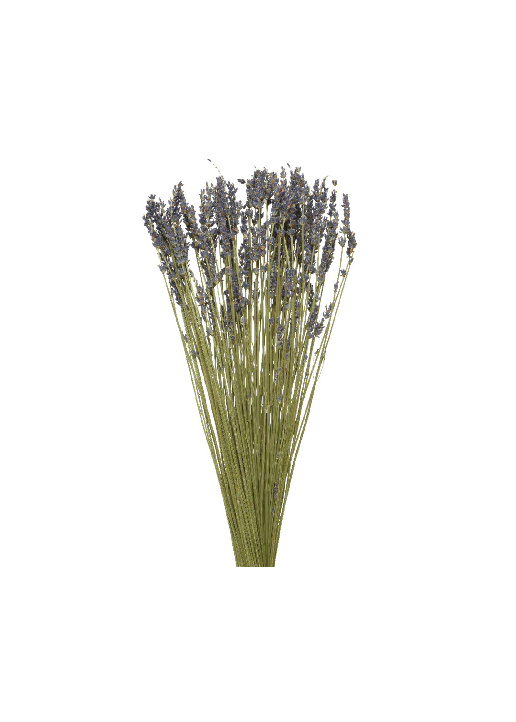 Decoris Dried Lavender Flower Bouquet