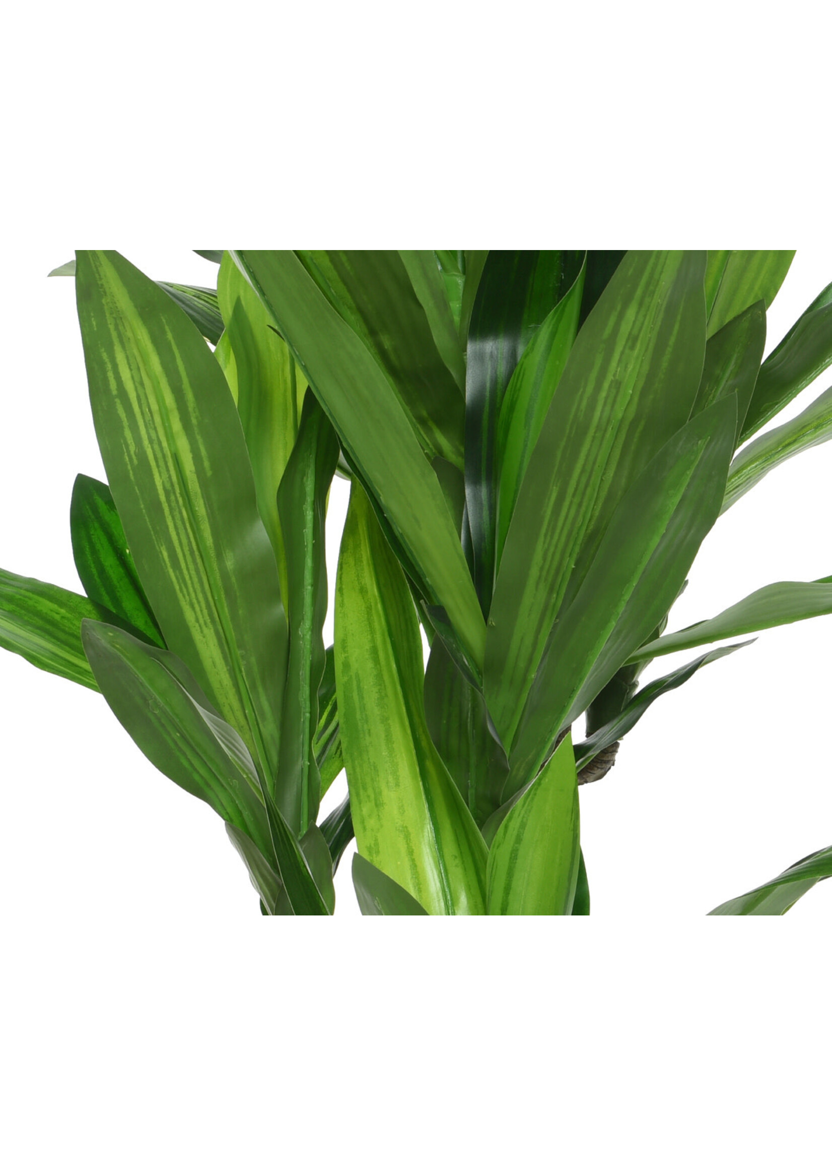 Everlands Artificial Dracaena in a Plastic Pot 105 x 65cm