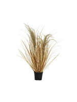 Everlands Dried grass in pot