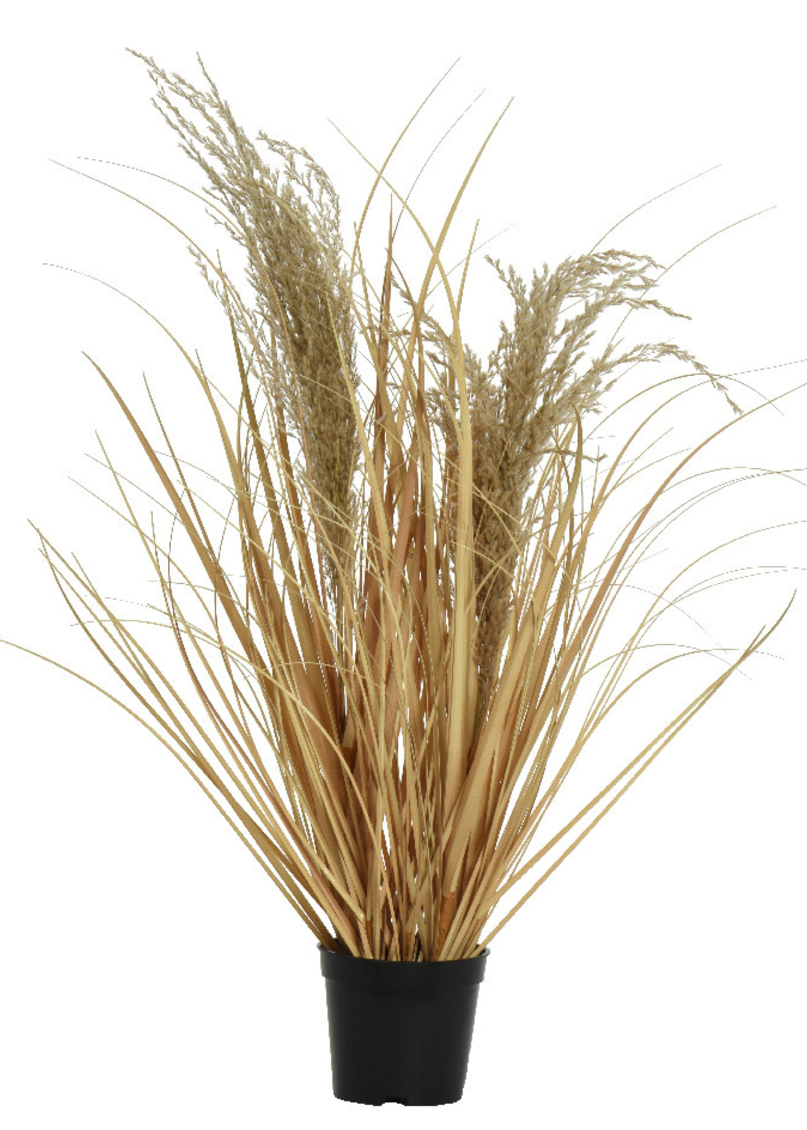 Everlands Dried Grass in a Pot 60 x 33cm