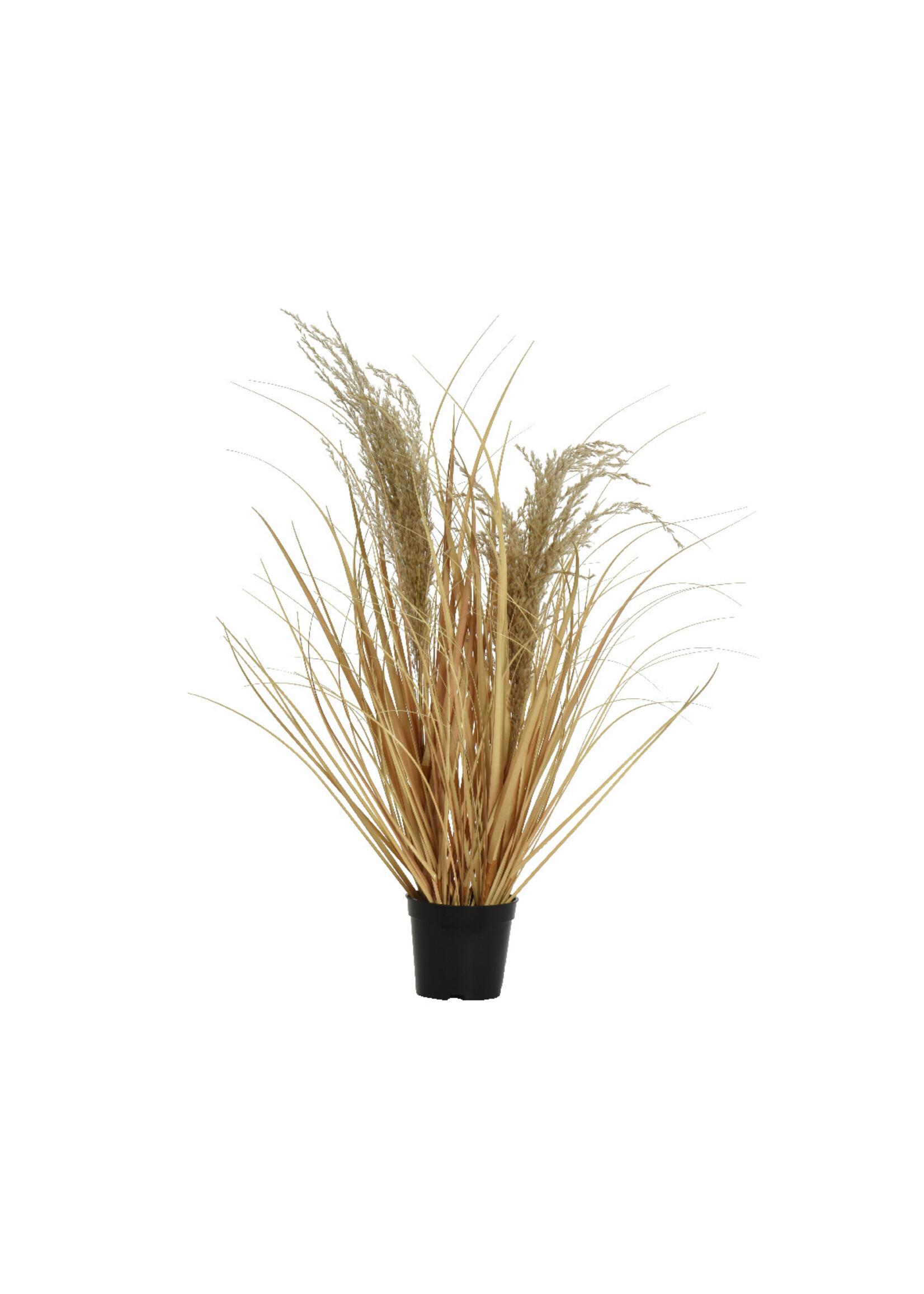Everlands Dried Grass in a Pot 60 x 33cm