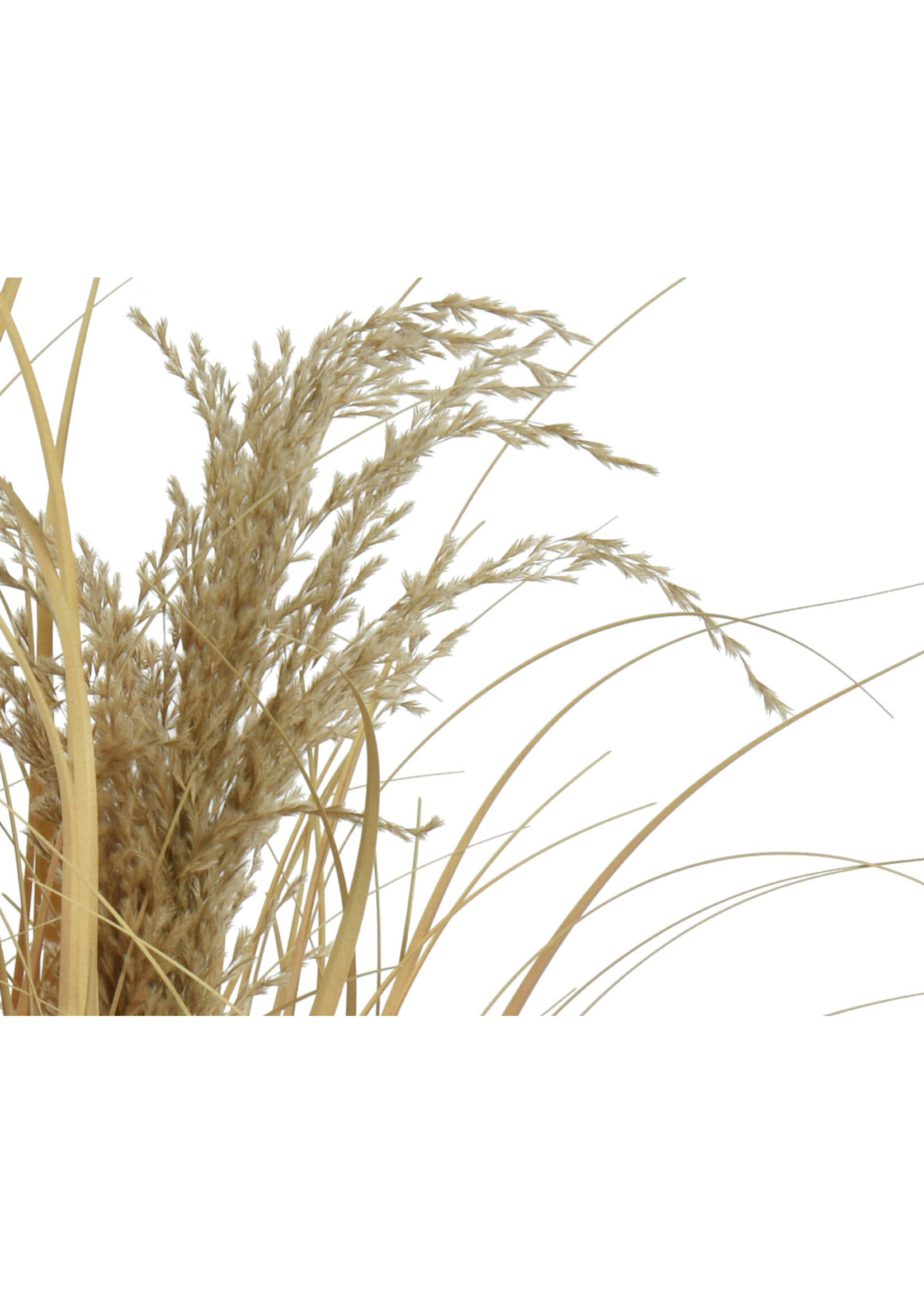 Everlands Dried Grass in a Pot 60 x 33cm