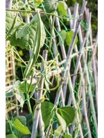 Apollo gardens Ltd Apollo Pea and Bean Net 4 x 2m