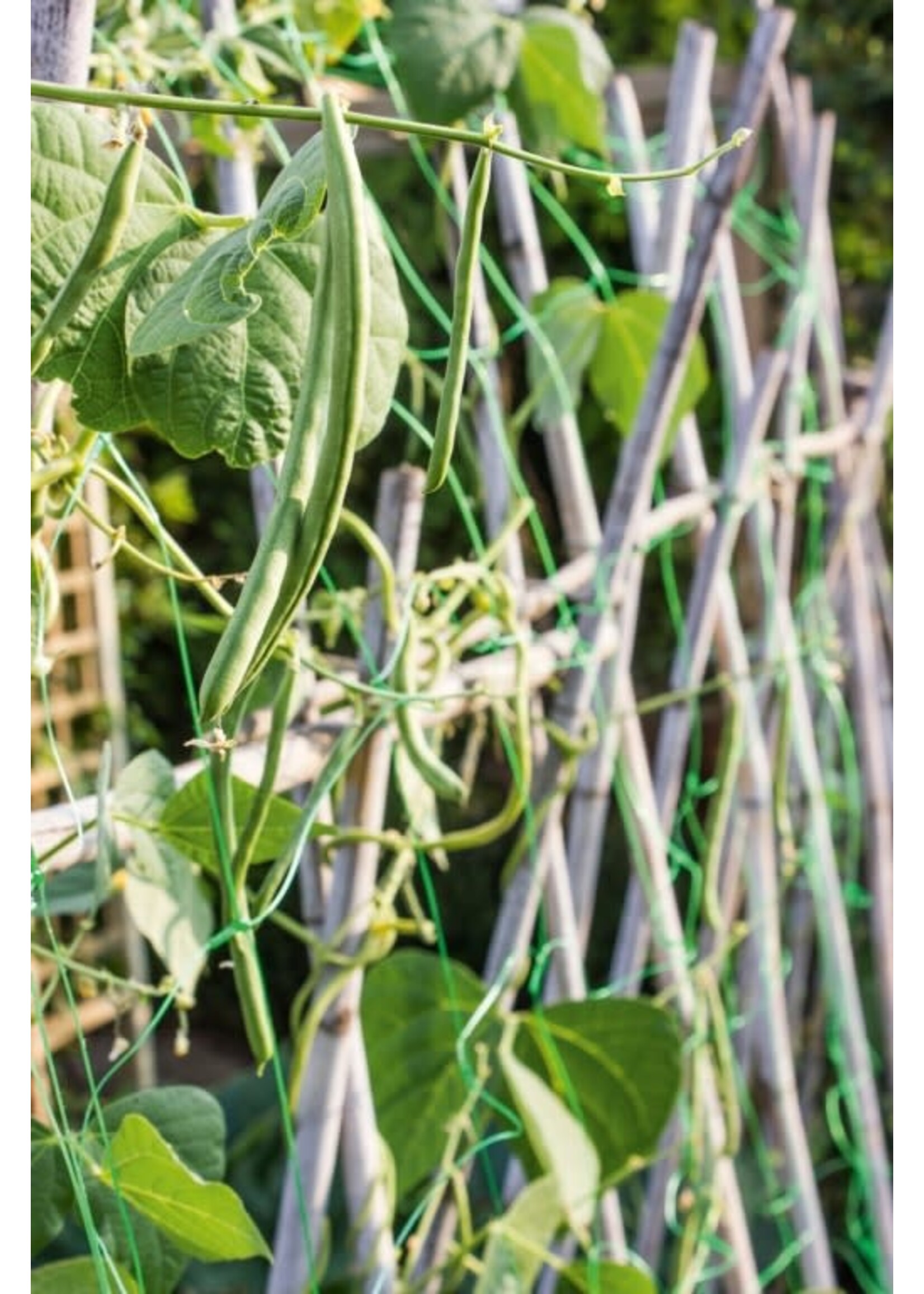 Apollo gardens Ltd Apollo Pea and Bean Net 4 x 2m