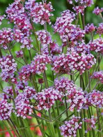 Unwins Verbena Bonariensis plant