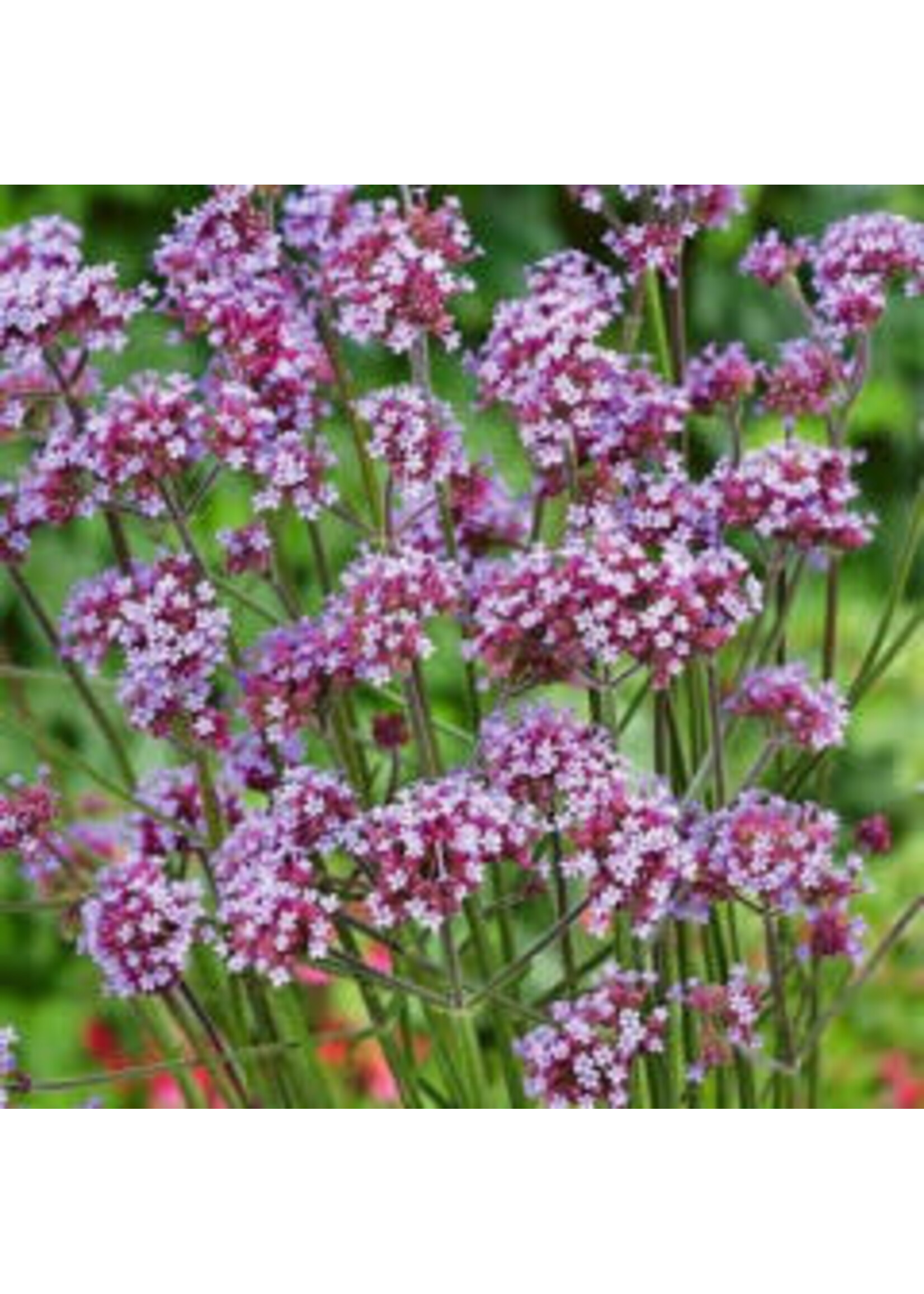 Verbena Bonariensis plant