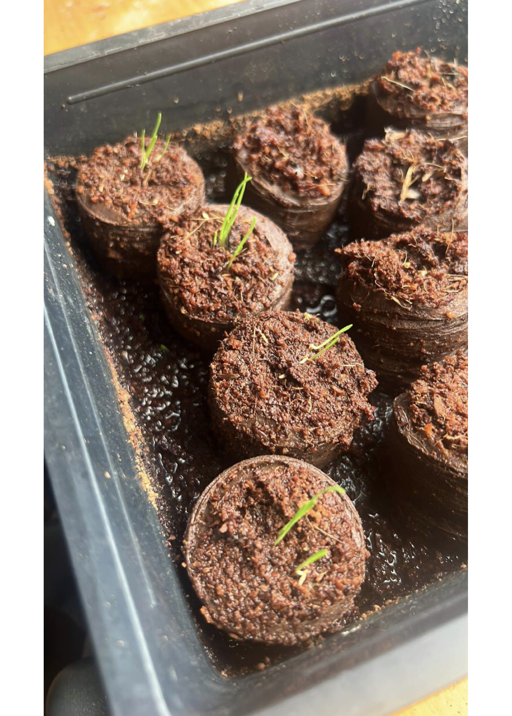 Coir Coir Biodegradable Coins for Sowing 25mm 50 Pack