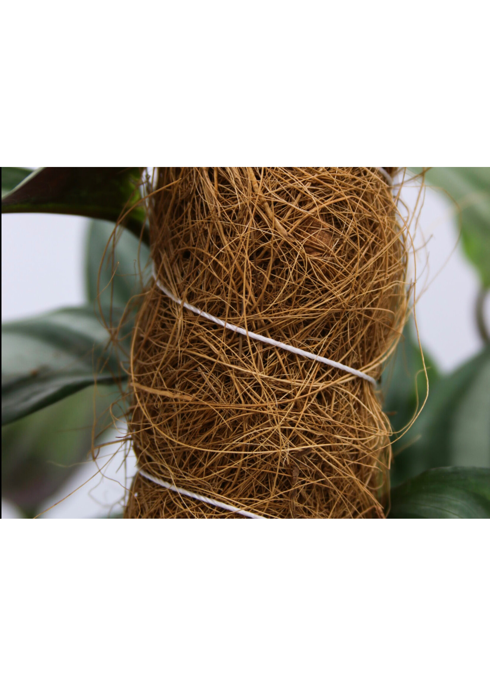 Coir Coir Moss Grow Pole 140cm