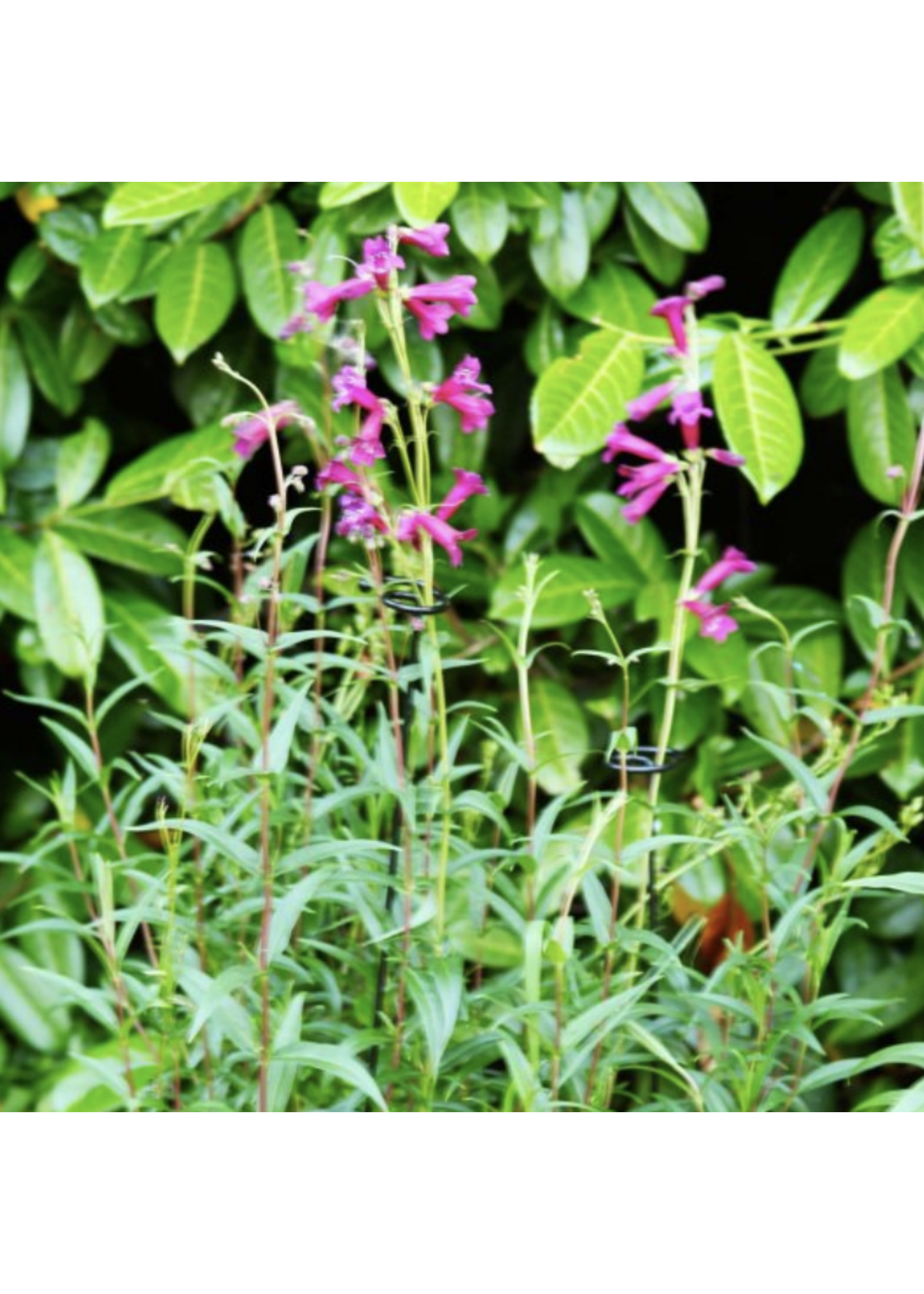 Smart Garden Gro-Stems Plant Supports 75cm , 3pk