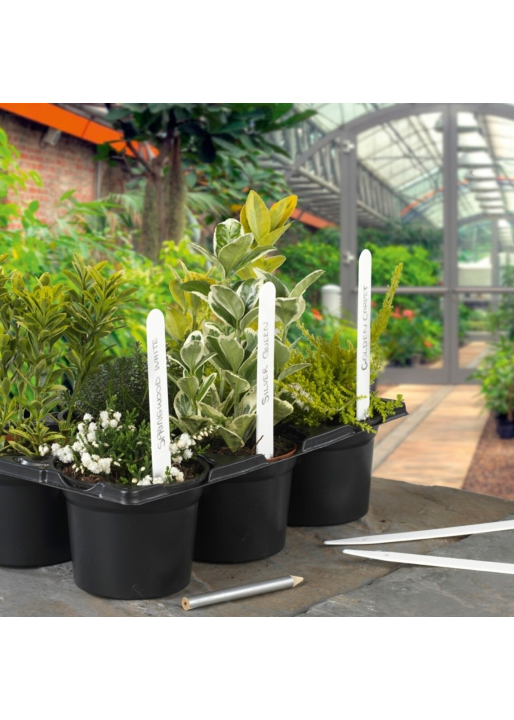 Ambassador Ambassador Plant Labels Pack 50 6"