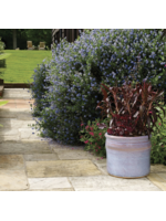 Chamberlain Balmoral Cylinder 23cm *3 colours*