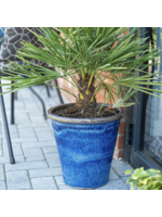 Chamberlain Balmoral Tall Cone 22cm *3 colours*