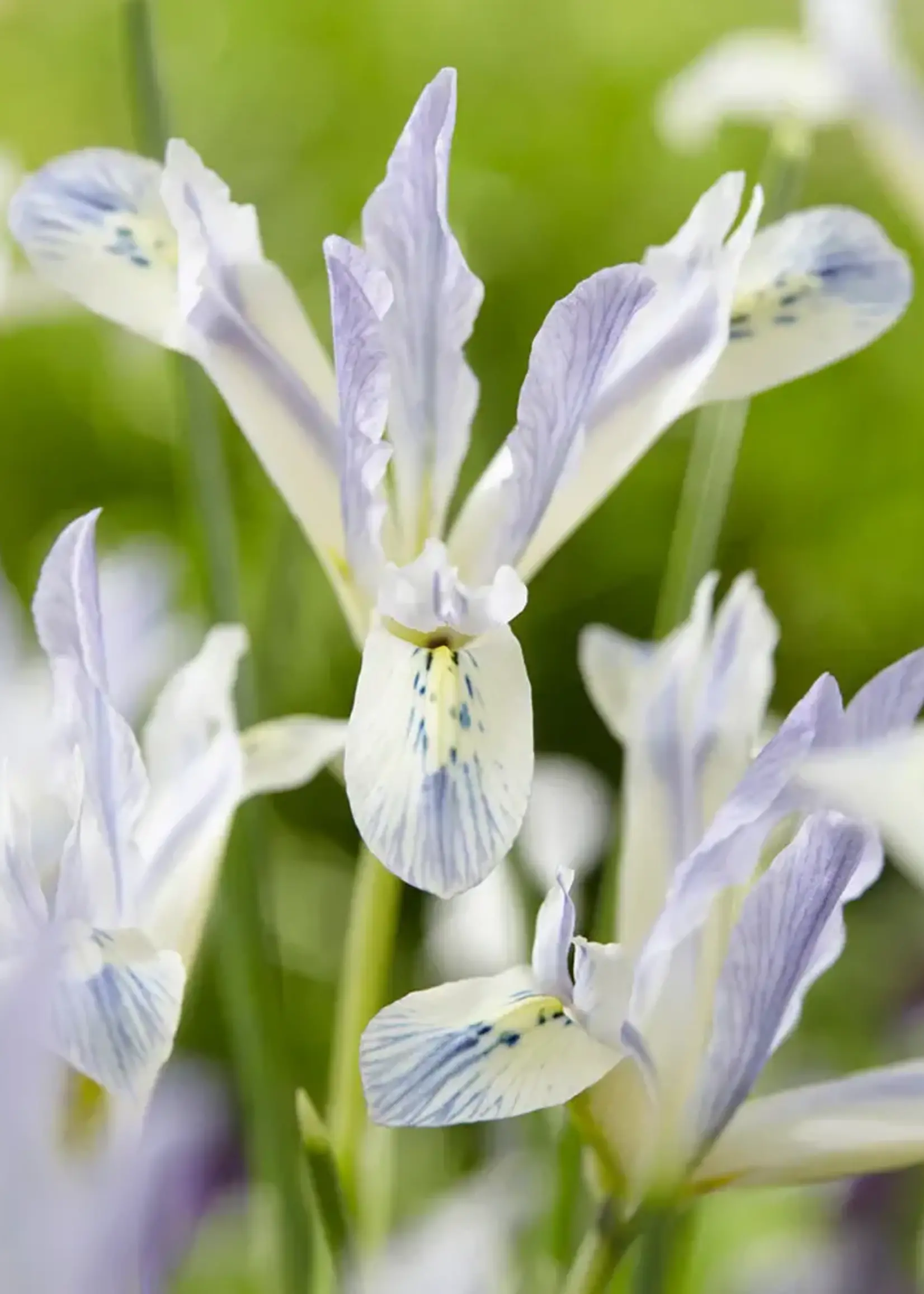 Iris - Painted Lady Soft  Blue Dwarf Iris x 5