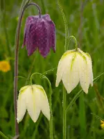 Fritillaria meleagris 'Mix' "Snake's head fritillary" x 3