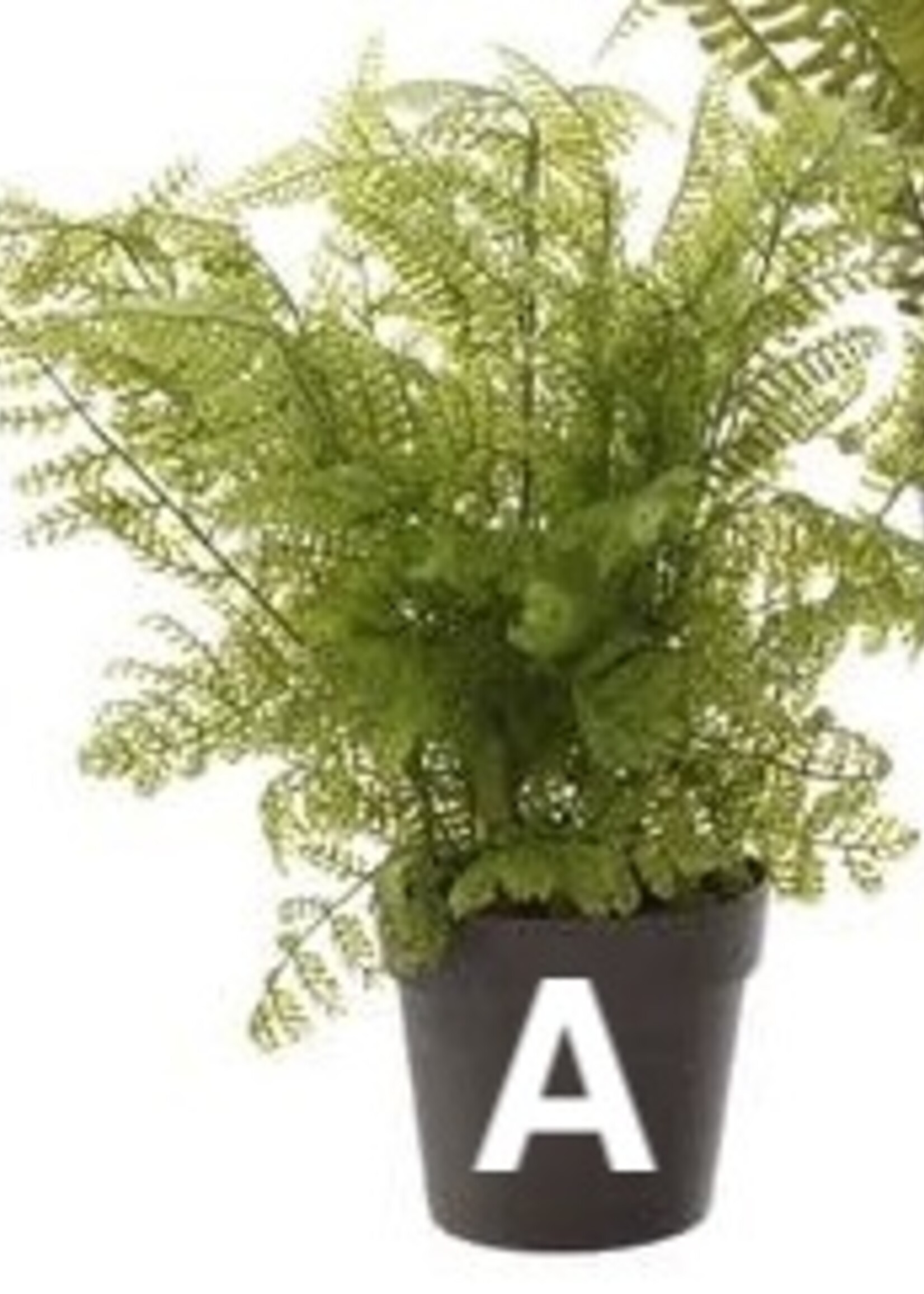 Kaemingk Fern Plant In Pot 10x28cm (3 Assorted - Price is for One)