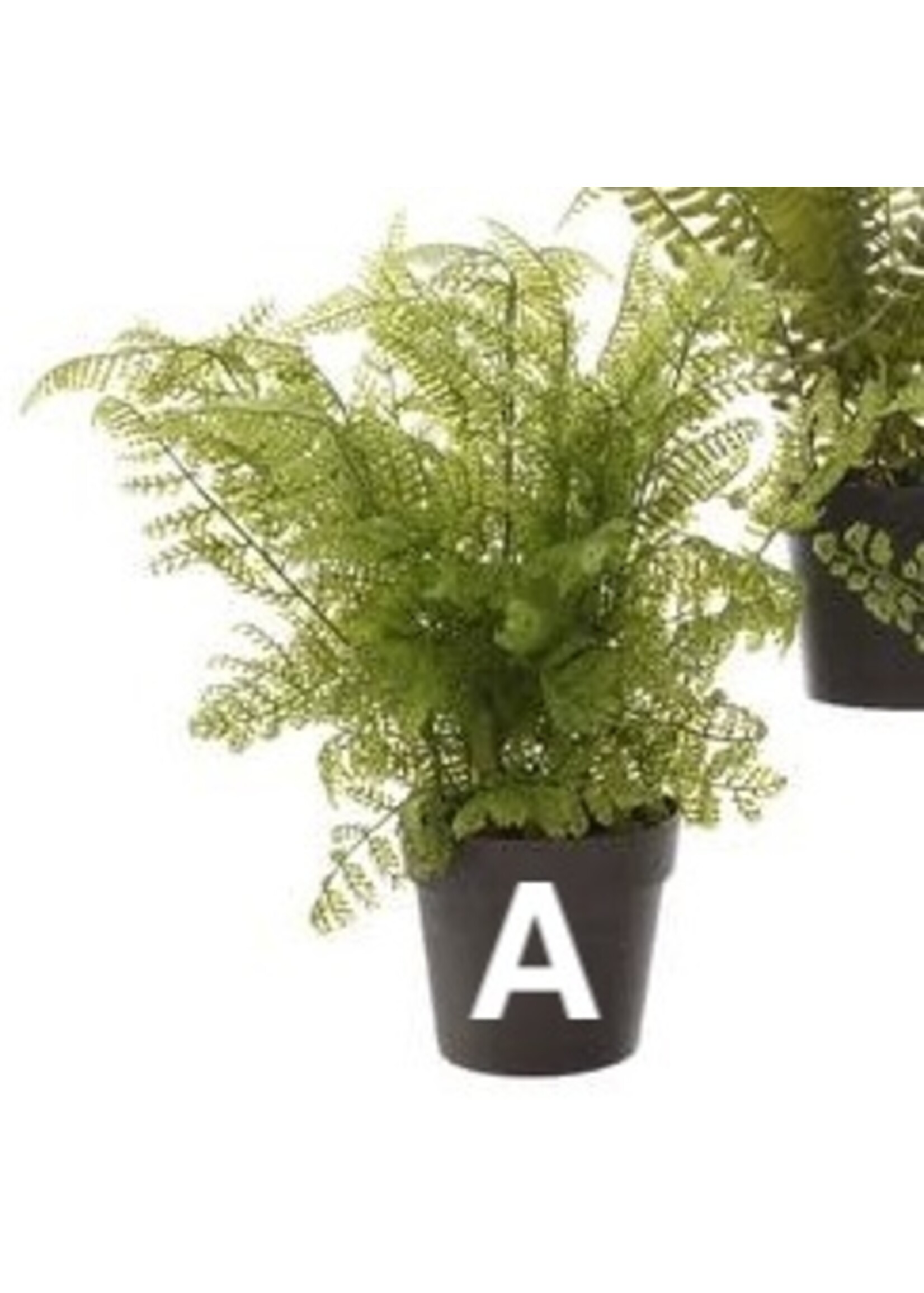 Kaemingk Fern Plant In Pot 10x28cm (3 Assorted - Price is for One)