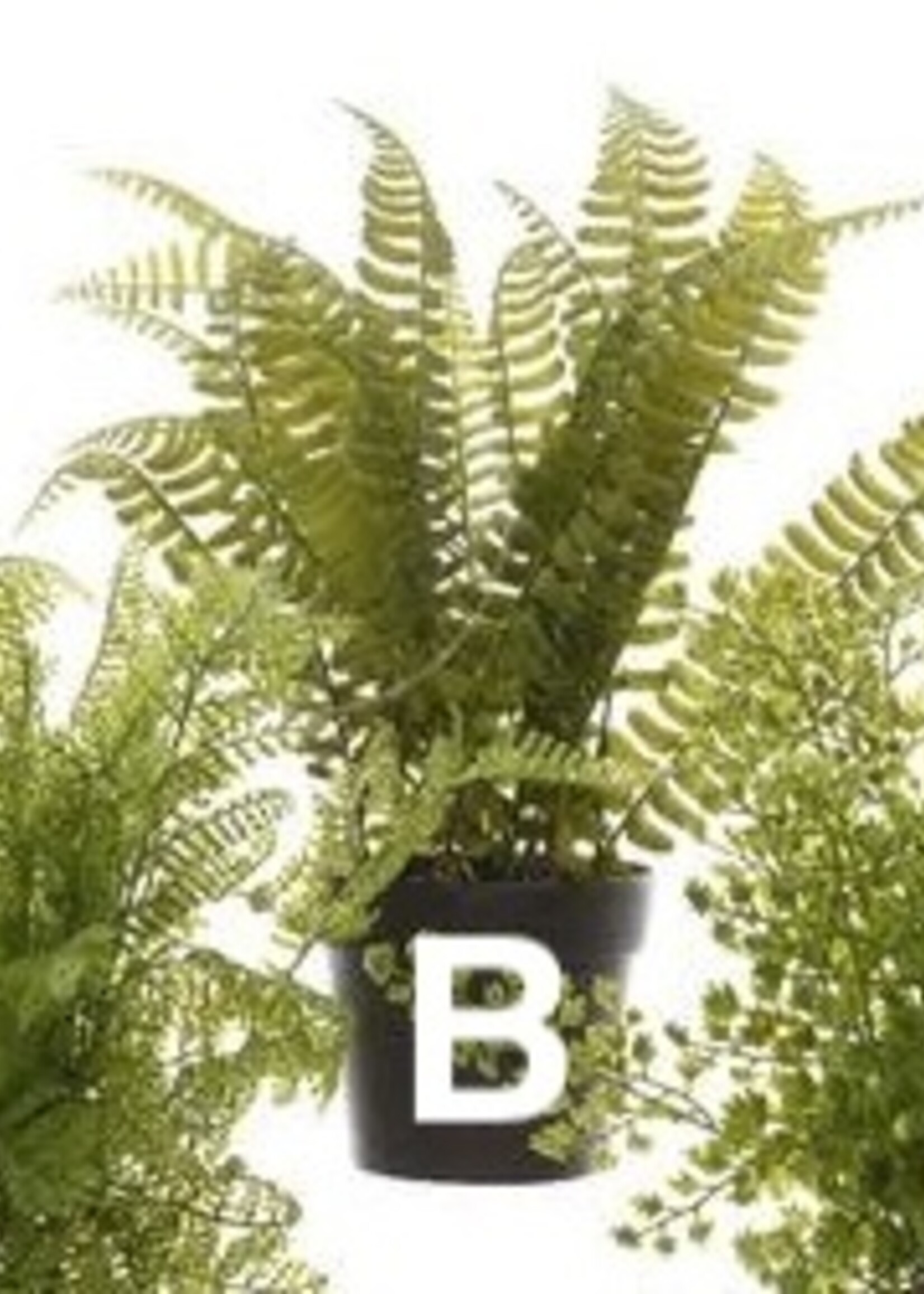 Kaemingk Fern Plant In Pot 10x28cm (3 Assorted - Price is for One)