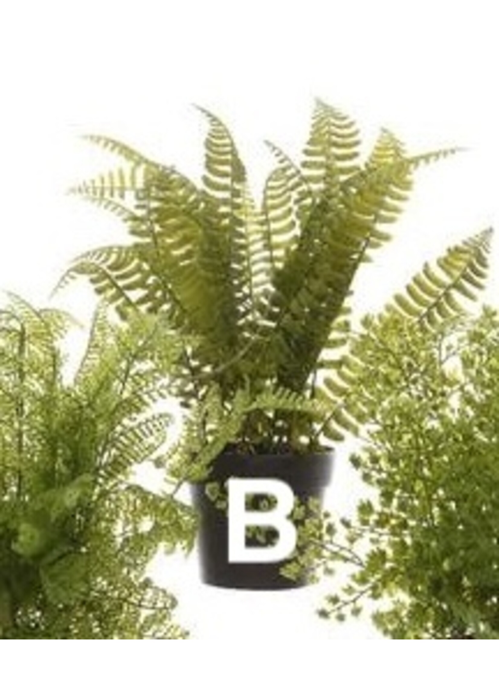 Kaemingk Fern Plant In Pot 10x28cm (3 Assorted - Price is for One)