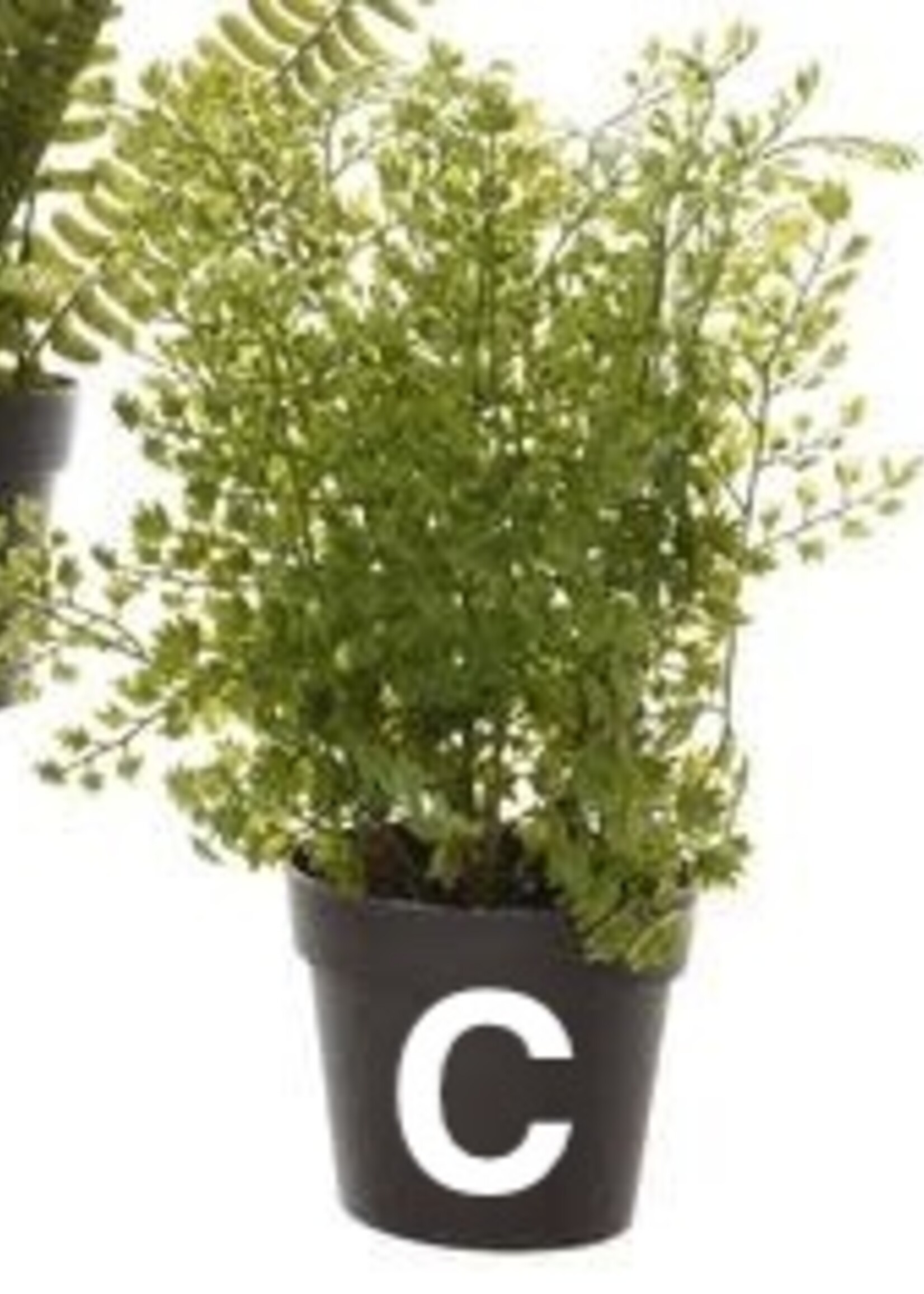 Kaemingk Fern Plant In Pot 10x28cm (3 Assorted - Price is for One)