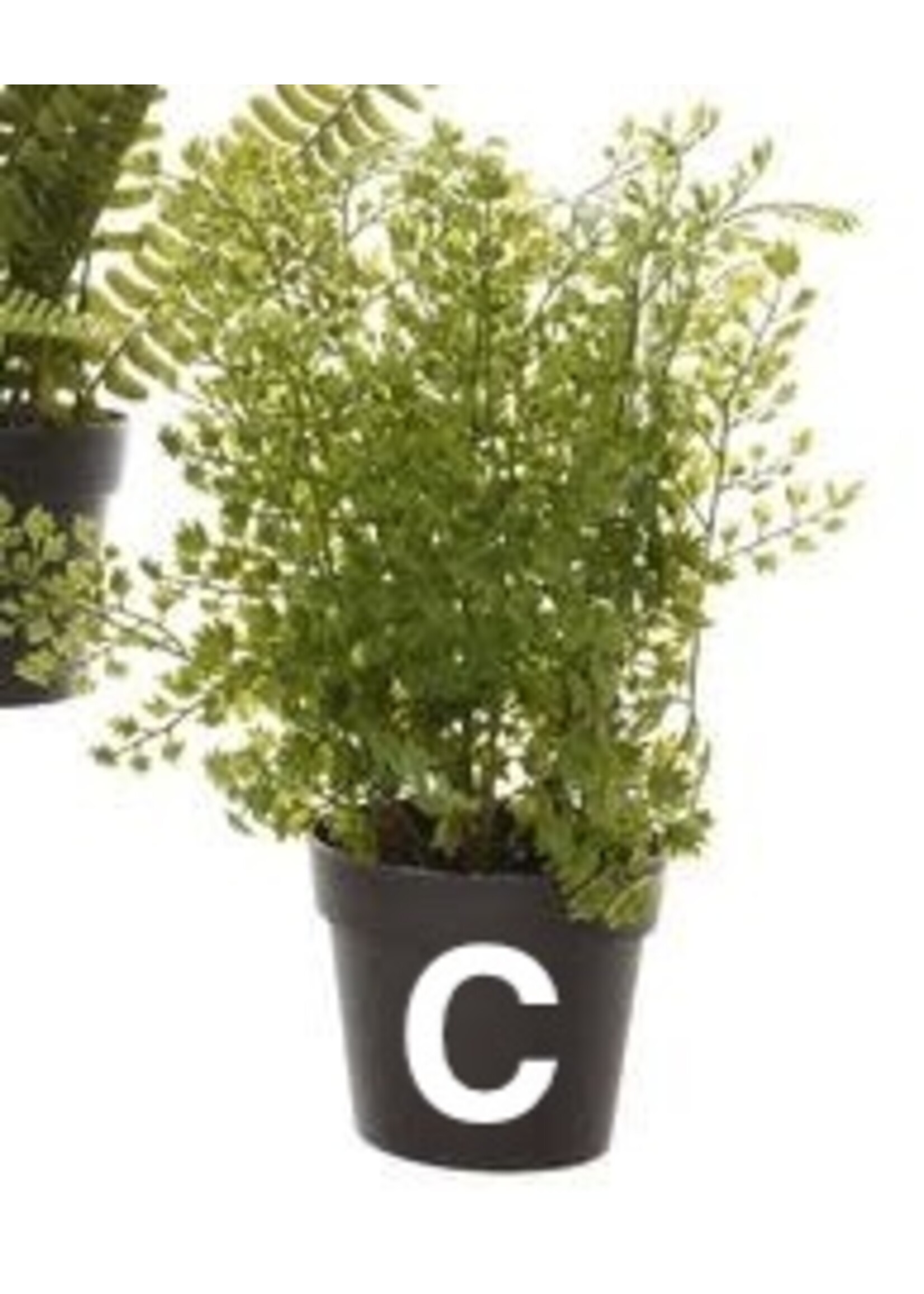 Kaemingk Fern Plant In Pot 10x28cm (3 Assorted - Price is for One)