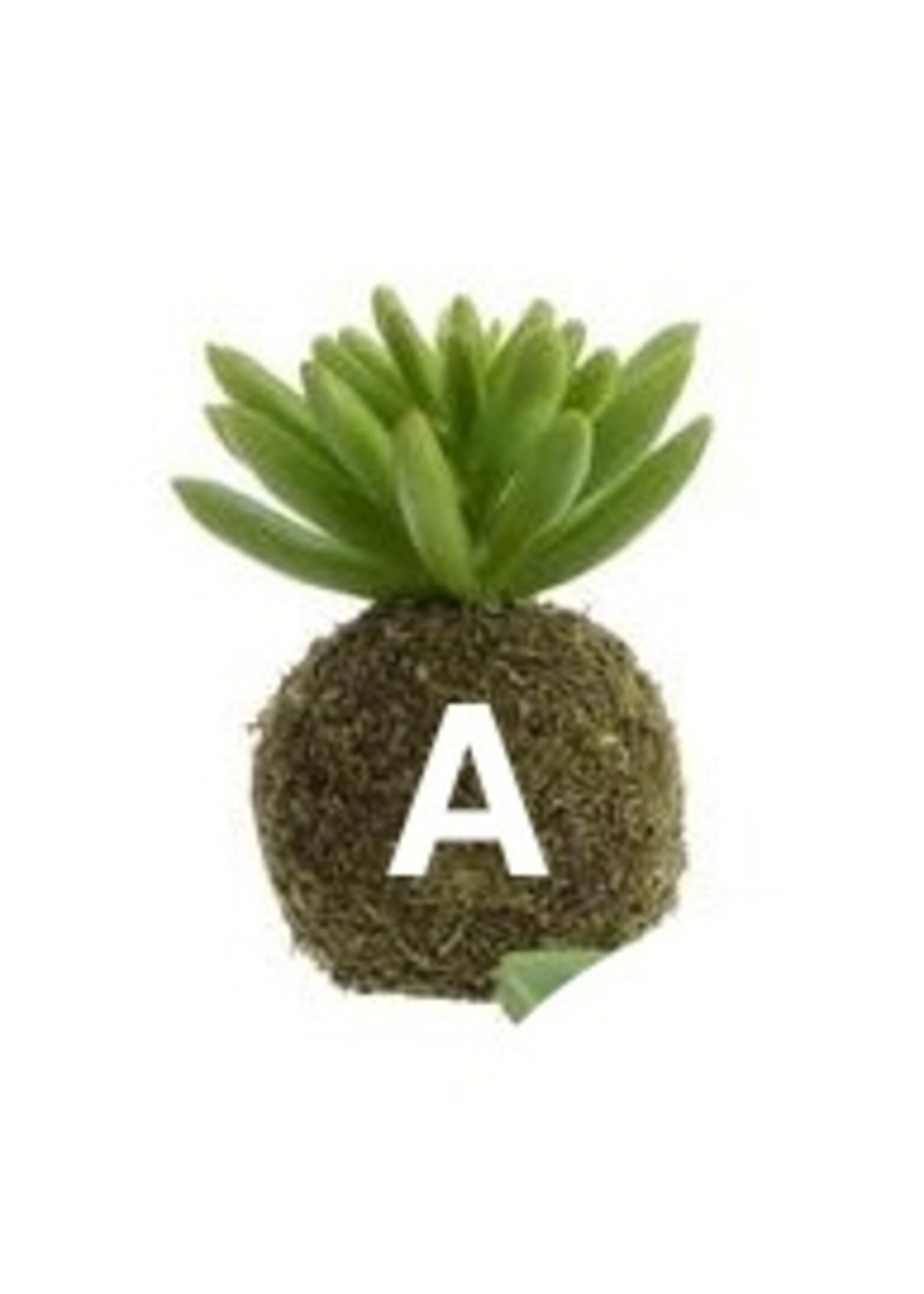 Kaemingk Moss Ball Succulent