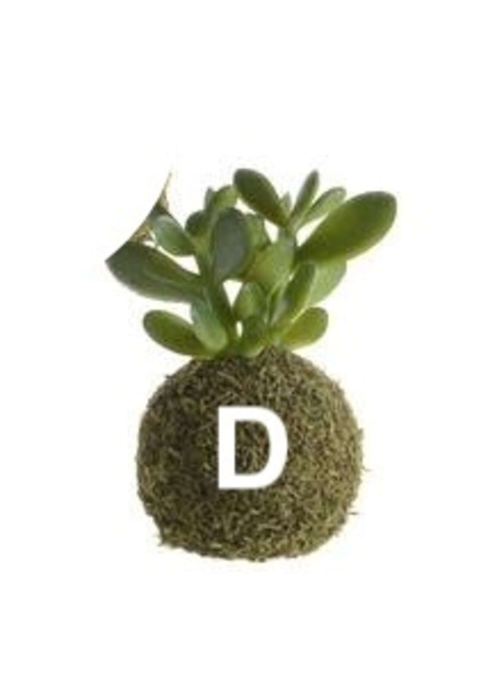 Kaemingk Moss Ball Succulent