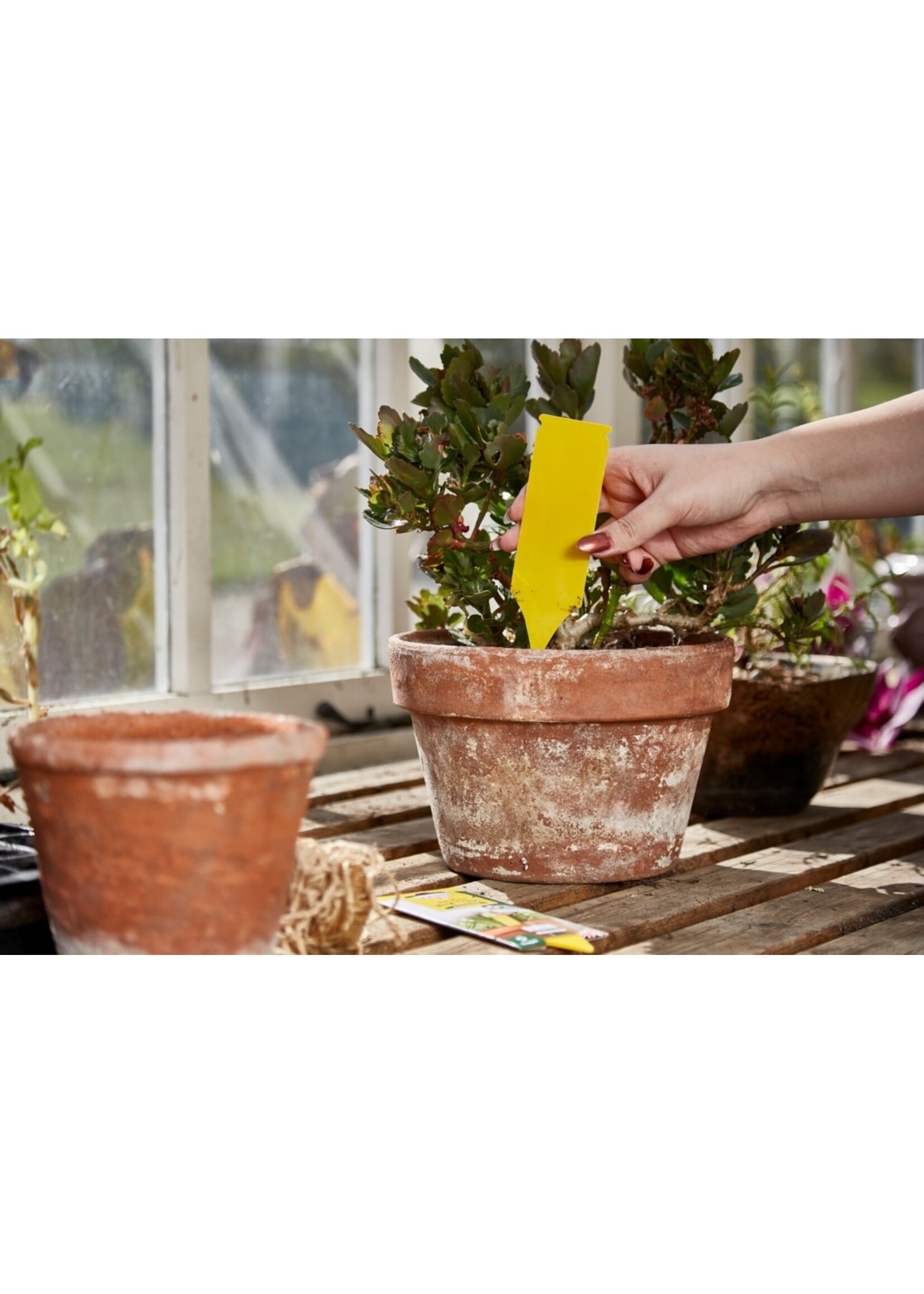 Zero in (STV) Plant pot bug trap 5pk - poison free