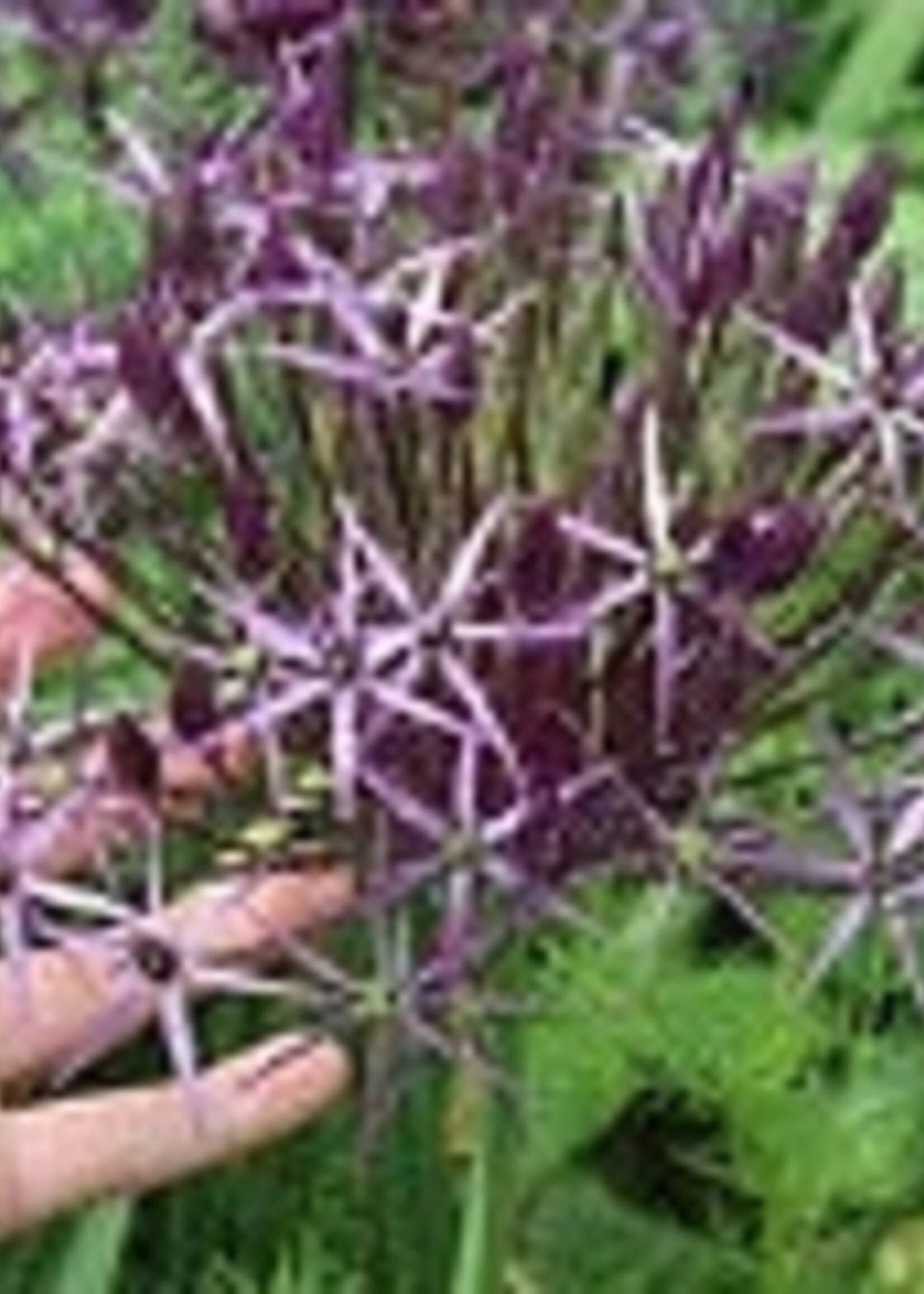 Allium Cristophii - Purple x 2