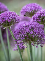 Allium Stipitatum - Violet Beauty  x 3