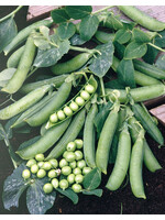 Unwins Pea (Early) - Prelado