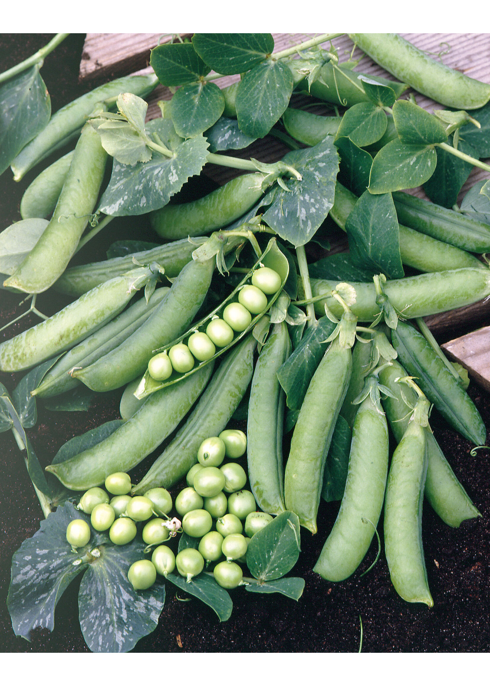 Unwins Pea (Early) - Prelado