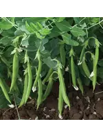 Unwins Pea Sugarsnap - Snak Hero