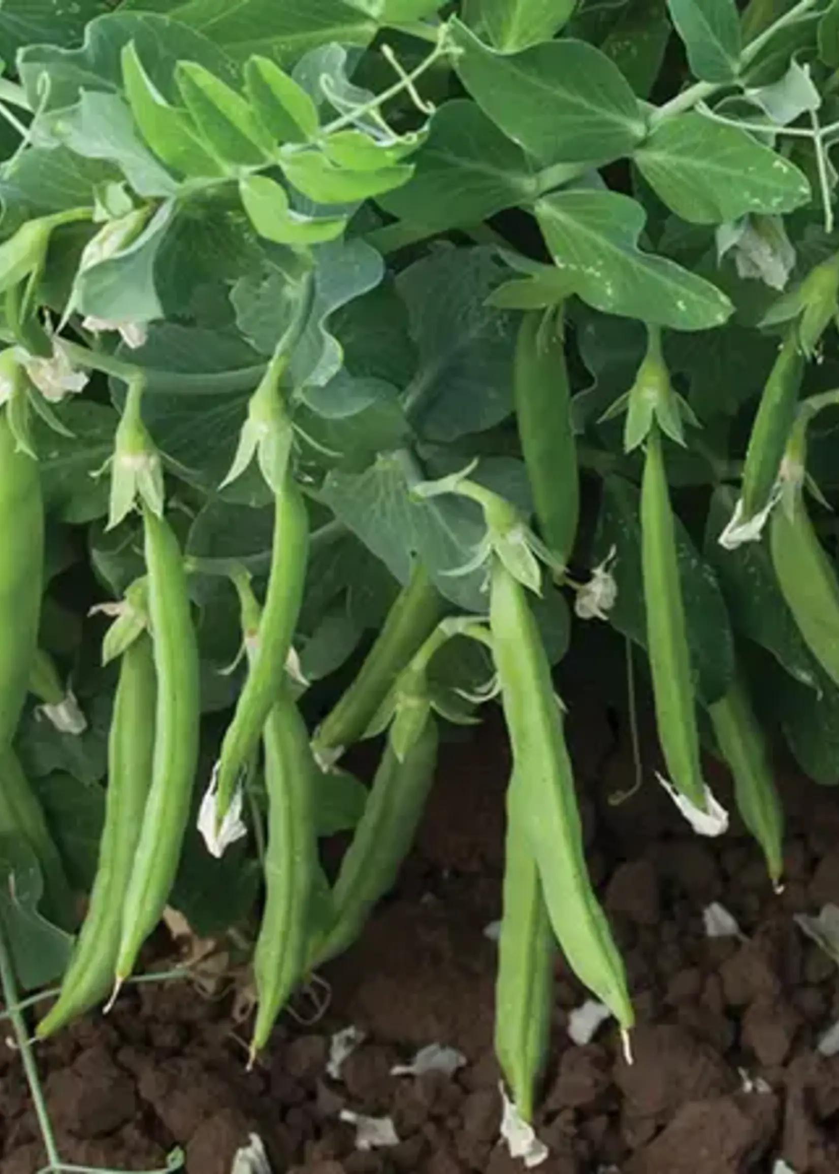 Unwins Pea Sugarsnap - Snak Hero