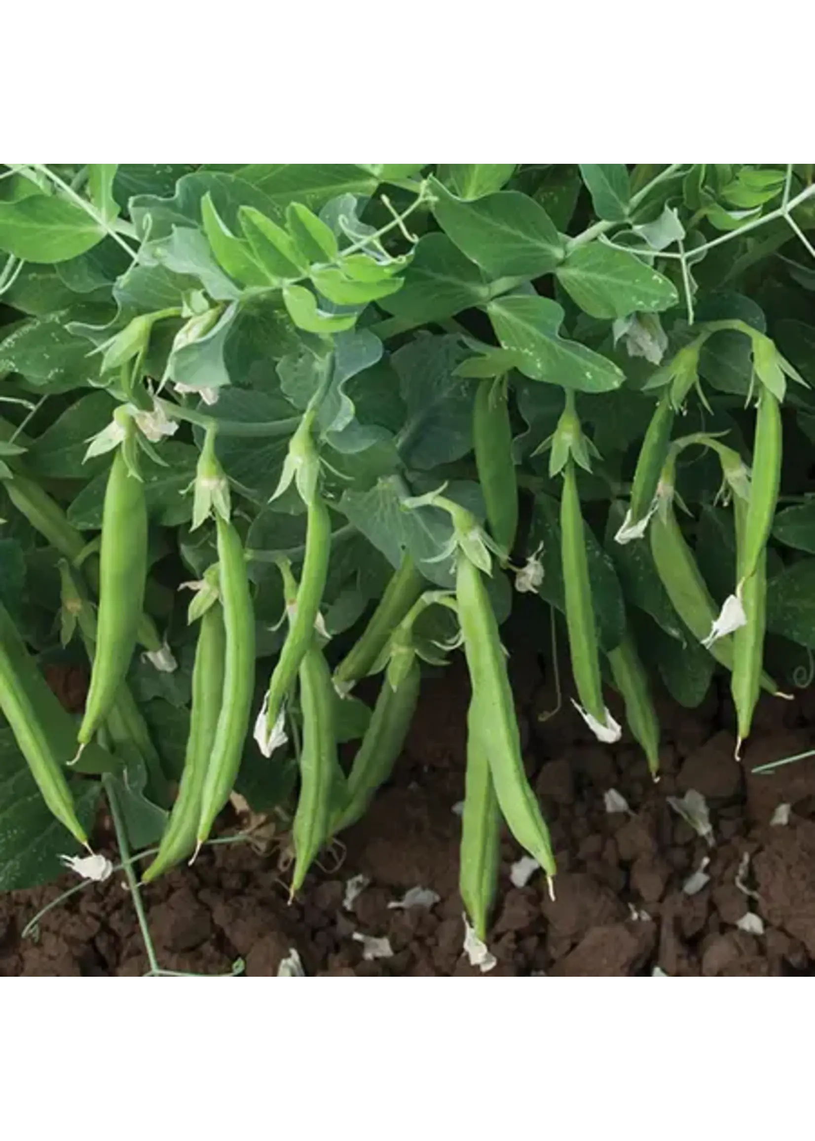 Unwins Pea Sugarsnap - Snak Hero