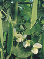 Unwins Pea - (Mangetout) Snow Green