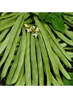 Unwins Runner Bean - White Emergo