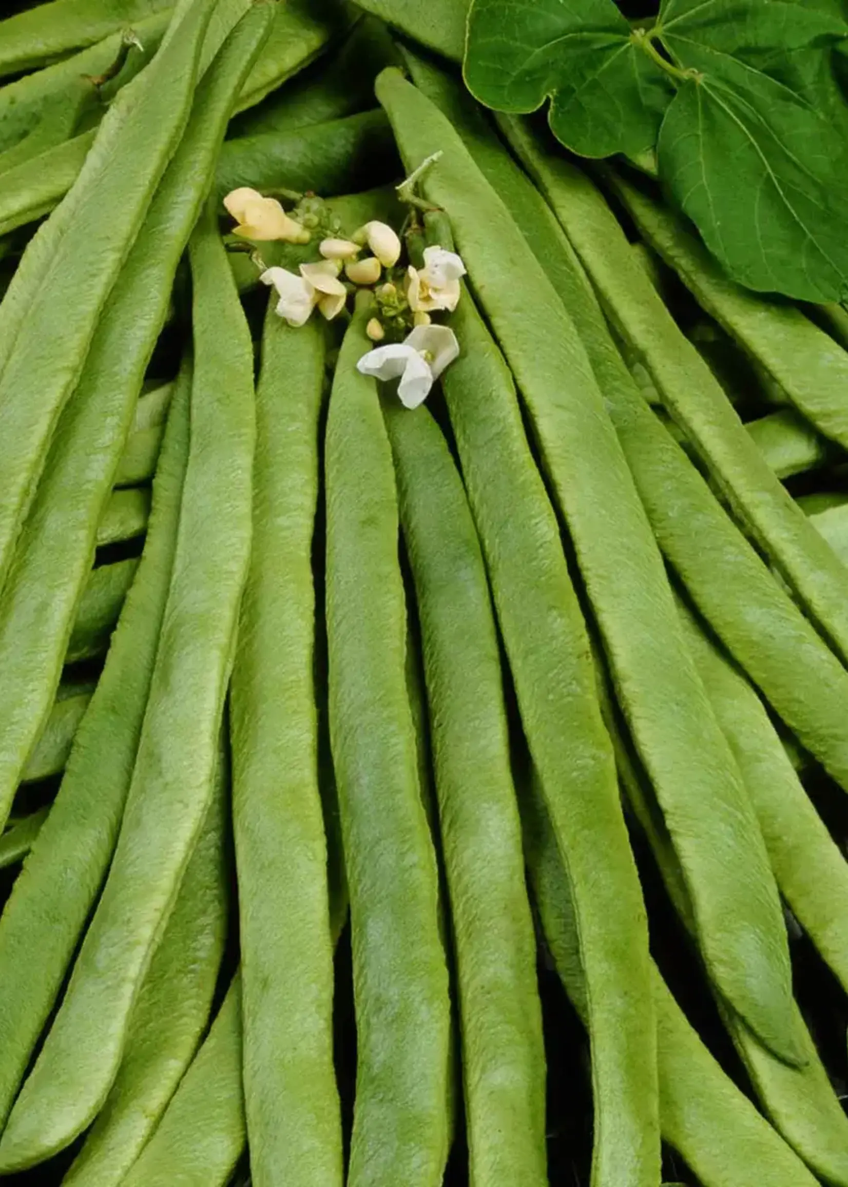 Unwins Runner Bean - White Emergo