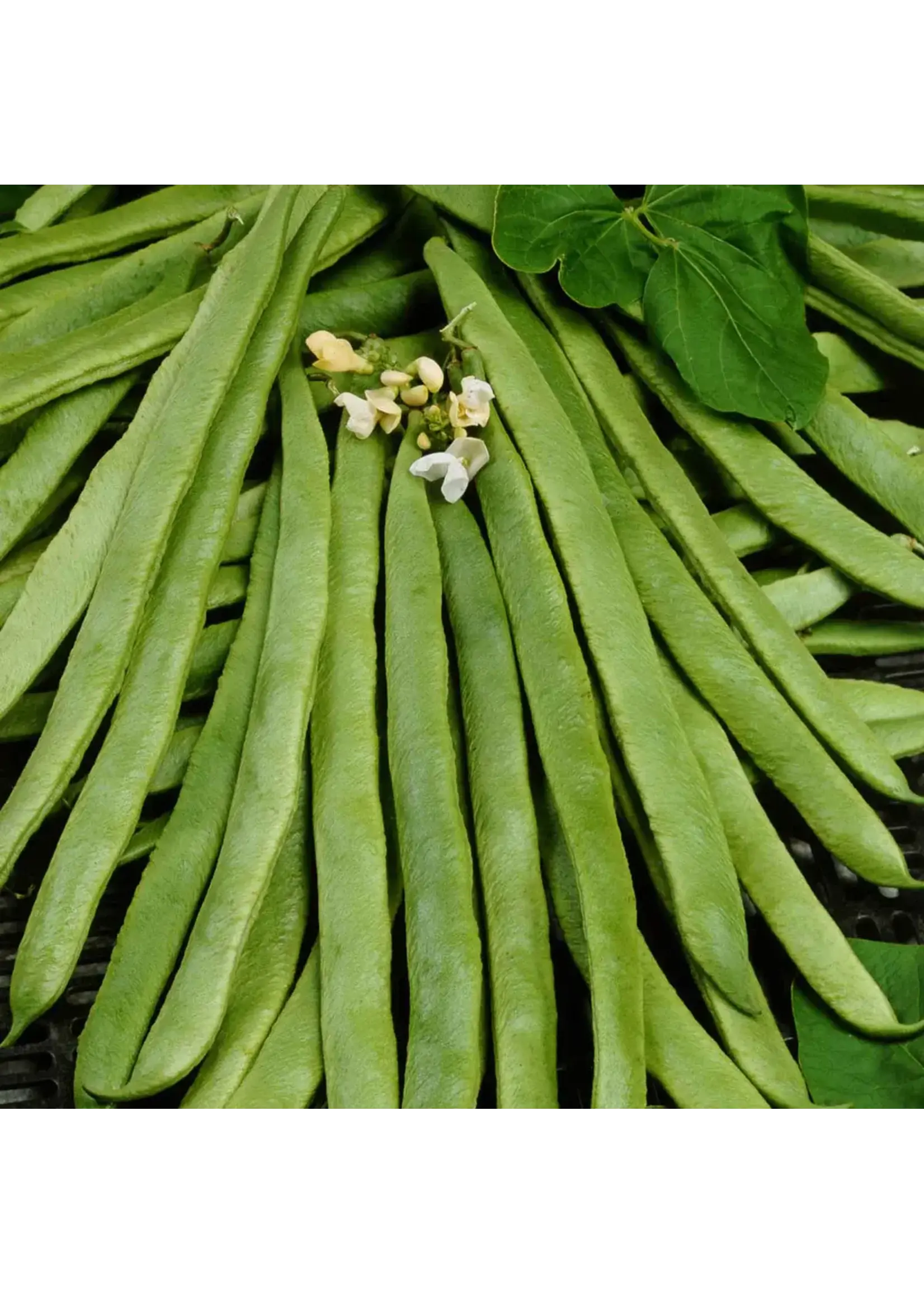 Unwins Runner Bean - White Emergo