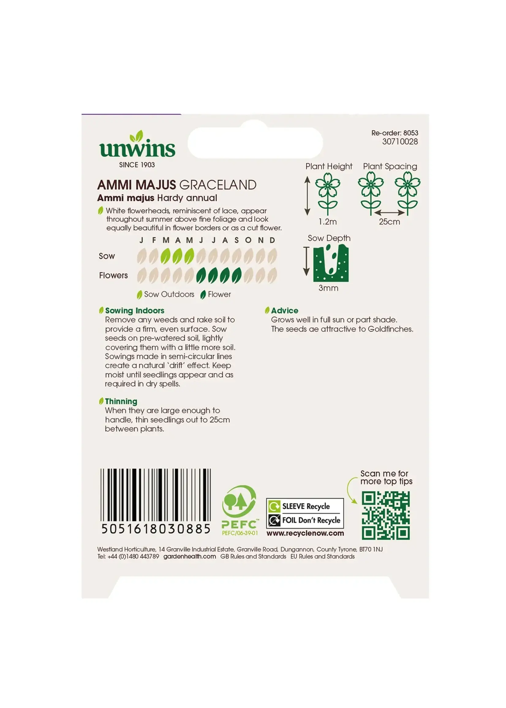 Unwins Ammi Majus - Graceland