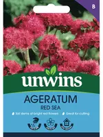 Unwins Ageratum -  Red Sea