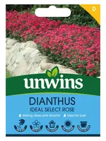 Unwins Dianthus - Ideal Select Rose