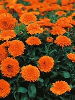 Unwins Calendula - Candyman Orange