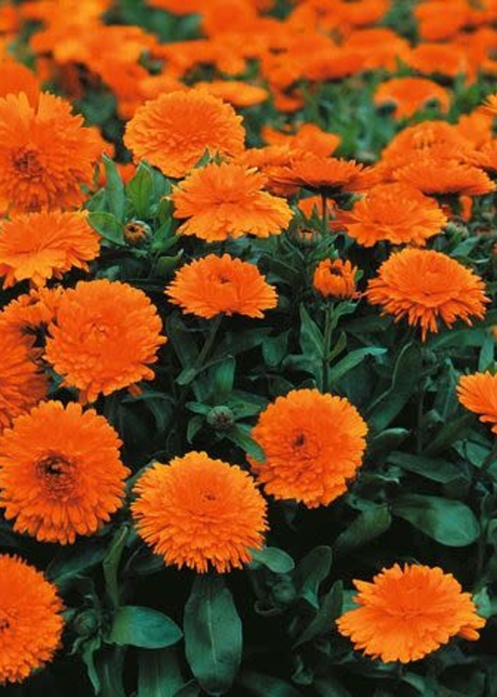 Unwins Calendula - Candyman Orange