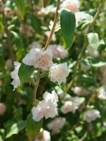 Unwins Clarkia - Apple blossom