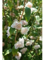 Unwins Clarkia - Apple blossom