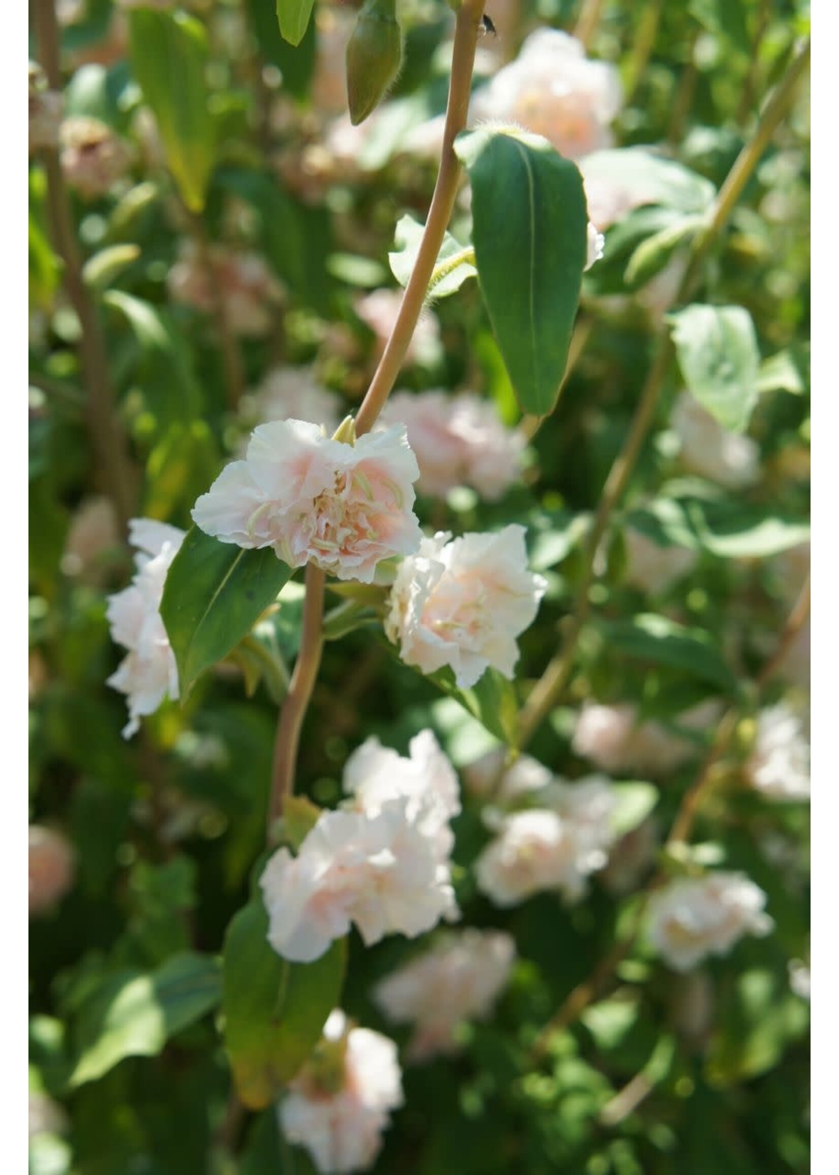 Unwins Clarkia - Apple blossom