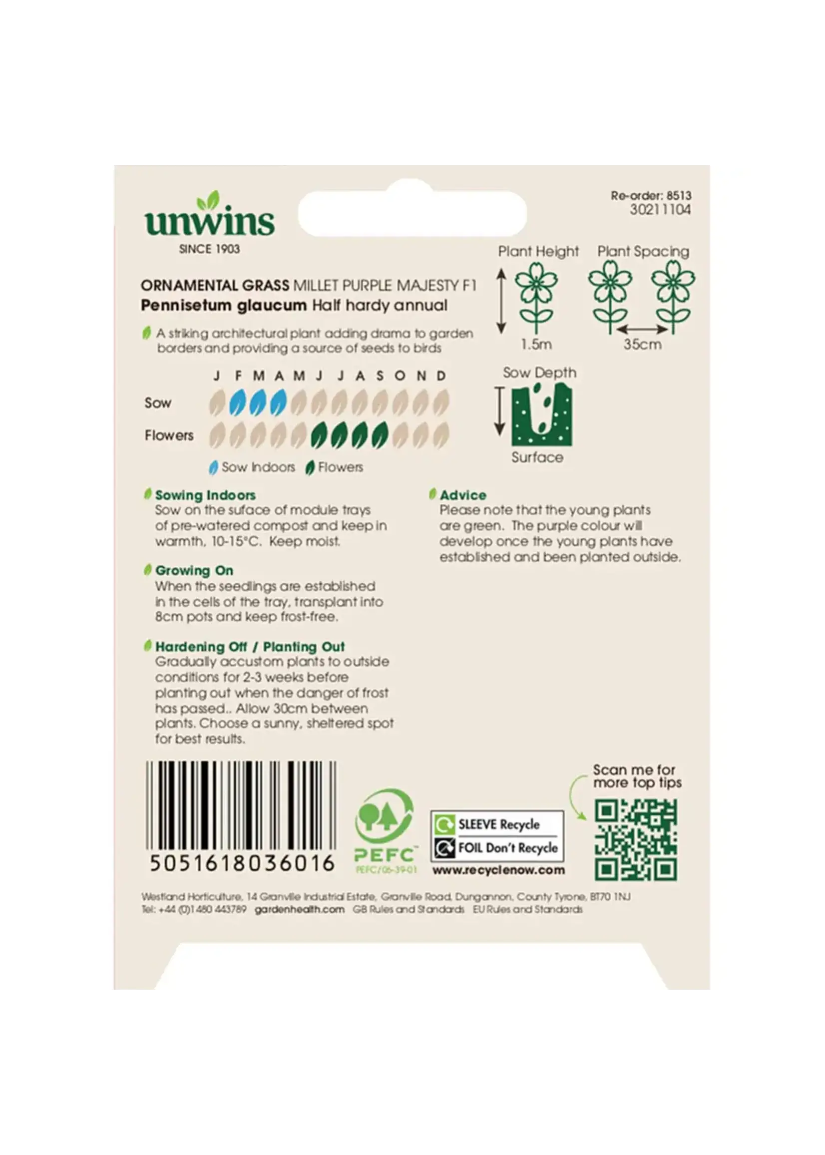 Unwins Ornamental Grass - Millet Purple Majesty F1