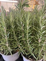 Rosemary Herb Plant