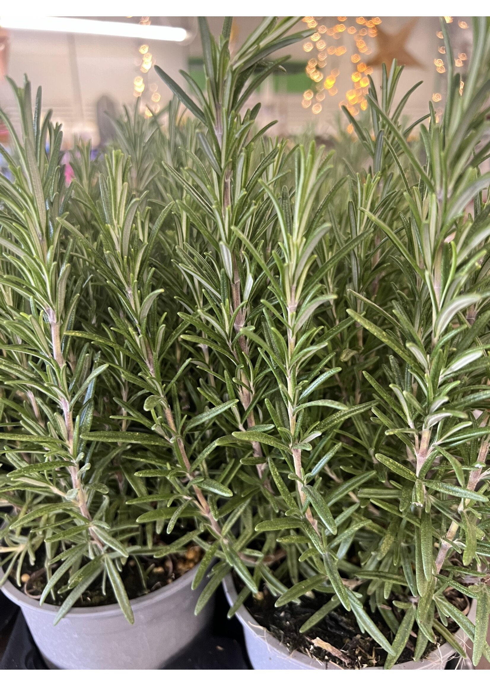 Rosemary Herb Plant